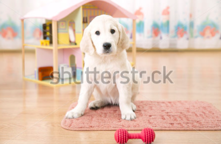 This is a dog in a kid's room