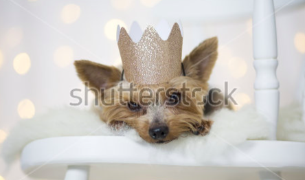 This is a dog in a kid's room