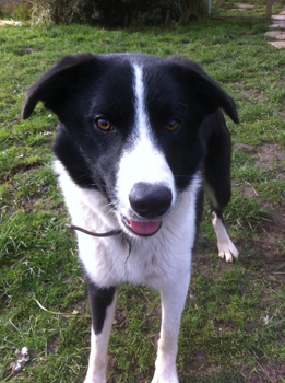 Bear is a medium sized black and white dog. He has a patch of black on his right front leg and his face is black except for around his nose and up the bridge of his nose which is white. He is standing outside on the grass and looking into the camera.