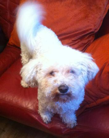 Boi is a small white dog with a fluffy tail. He is standing on a red couch and looking at the camera.>
  </li>
  <li>
    <h2>Name: Bella</h2>
    <p>Age: 2 years old</p> <br>
    <img src = 