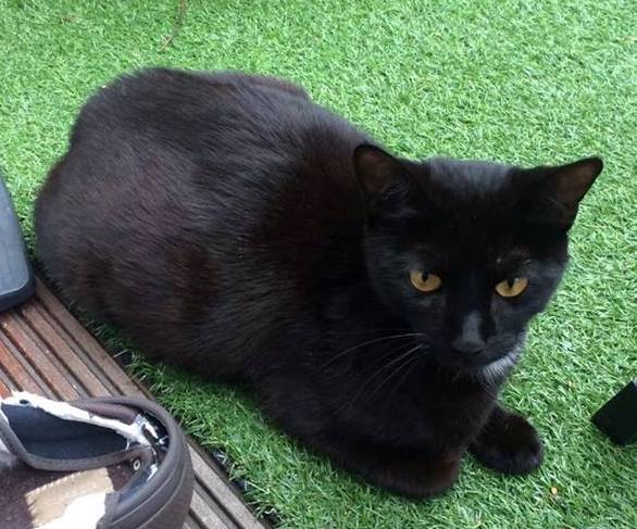 This is a black cat curled up on artificial grass. One paw is tucked underneath her while the other is out. She is not looking at the camera. She is black, with black whiskers, yellow eyes, and a patch of white on her chest.
