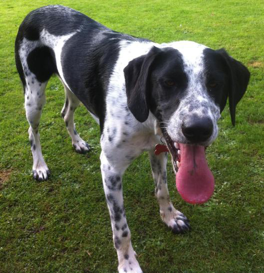Ernie is a big dog with white fur that has small black spots and large patches of black over most of his body including his eyes and ears. He is standing outside on the grass, looking at the camera, with his tongue sticking out.