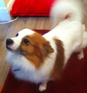 Freddie is a small, fluffy dog with white and brown fur with half his face white and half brown. In this picture, the camera is looking down on Freddie and he is looking up but not directly at the camera.