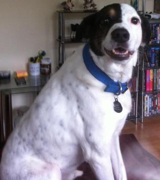 Murray is a medium sized dog with whie fur, black ears, and a patch of black covering the right side of his face. He is wearing a blue color, sitting inside, and is looking at the camera with his mouth slightly open.